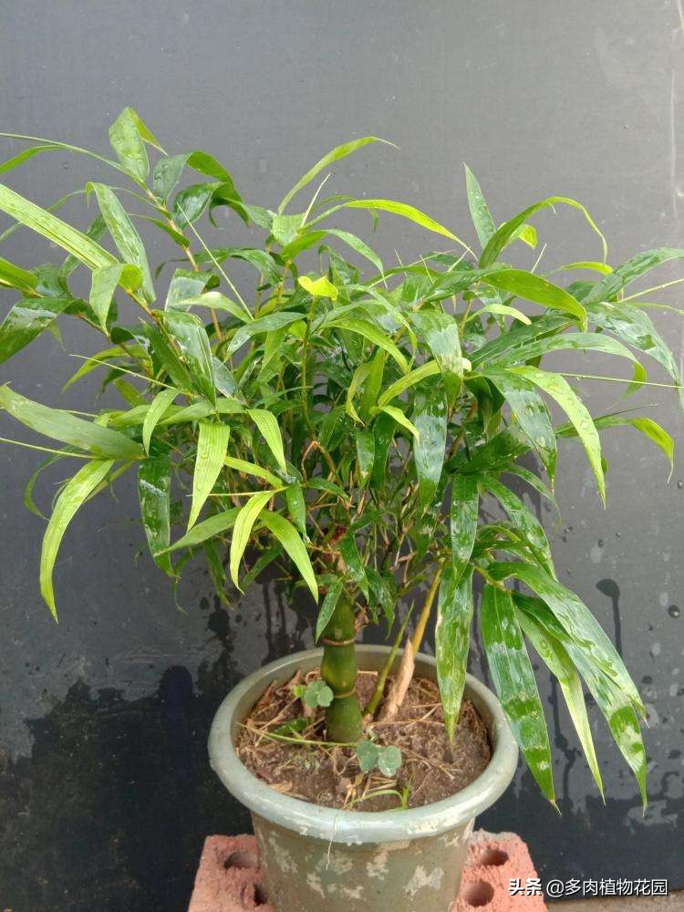 佛肚竹叶子发黄枯萎,佛肚竹怎么养才能枝繁叶茂