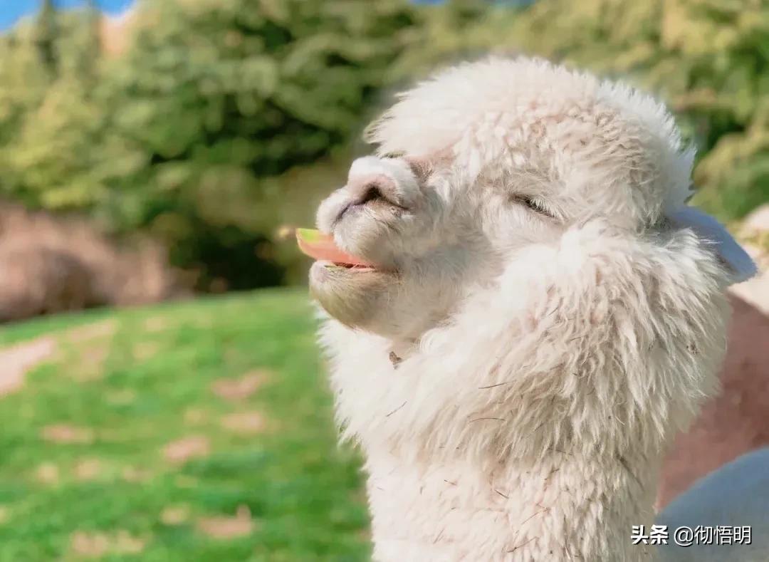 小奈良景区,北京小奈良紫玉山庄