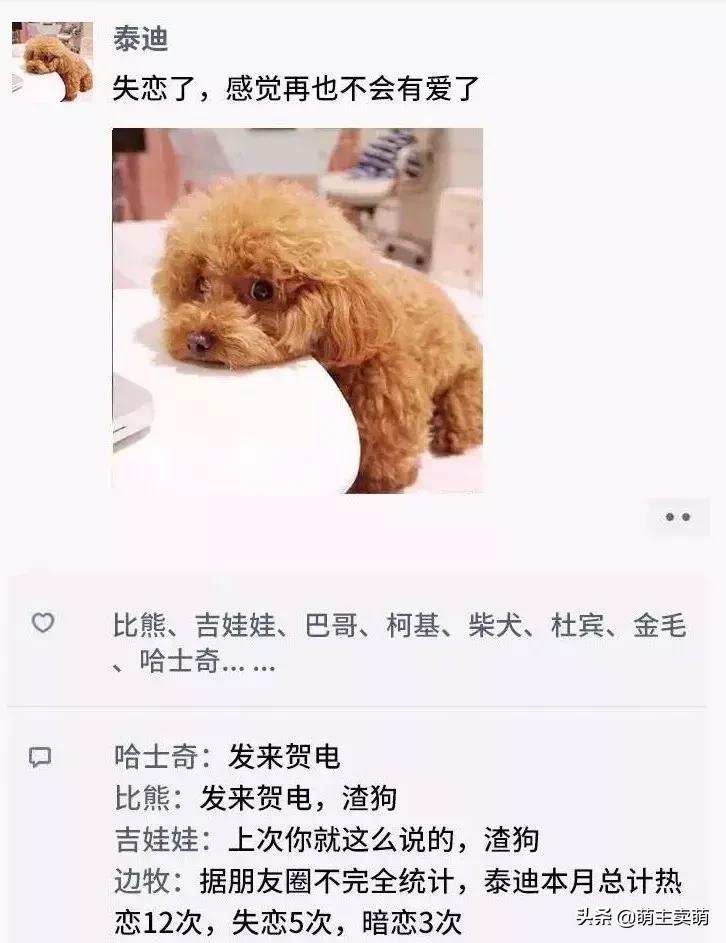 狗狗如何拟人化,狗行为拟人化
