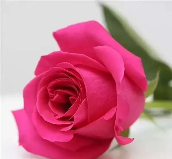 4000种不一样的玫瑰品种大全,100种玫瑰品种图鉴大全