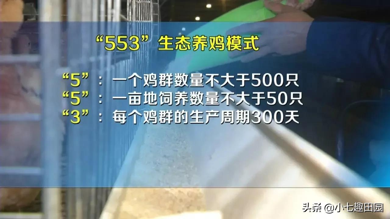 树林养鸡一年可以挣多少钱,70亩树林养鸡利润