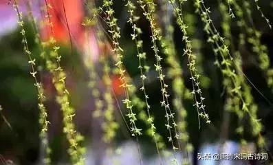 15种开在春天的花都有哪些,15种开紫花的植物图片