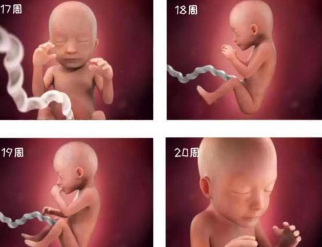 胎儿1-40周发育过程图高清纪录片,1-40周胎儿发育注意事项
