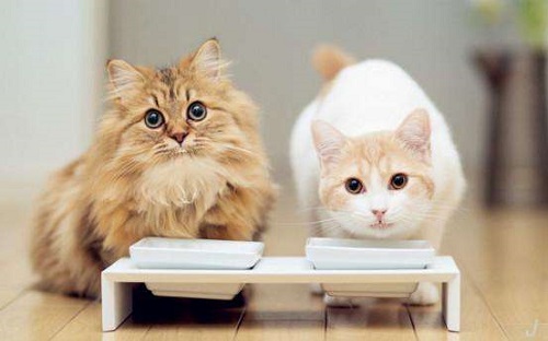 家中常备这些药猫咪生病不用慌,养猫咪家中常备的药