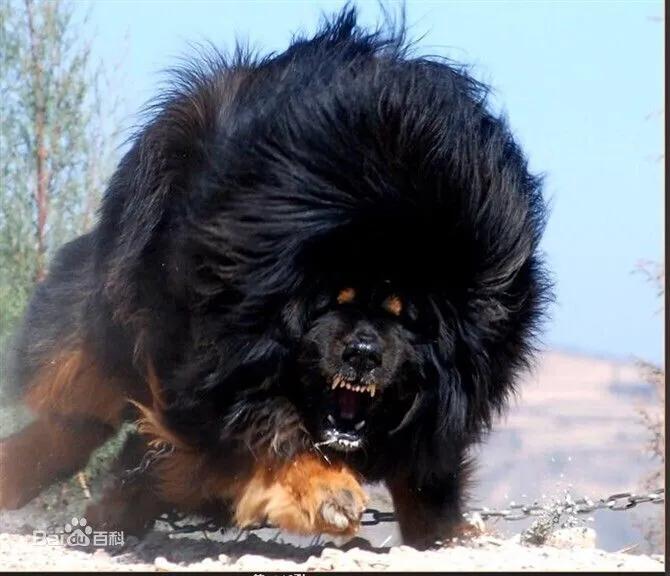 各国猛犬品种排名,各国品种猛犬