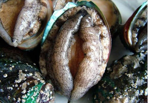 史上最全海鲜视频,史上最全海鲜贝类大全