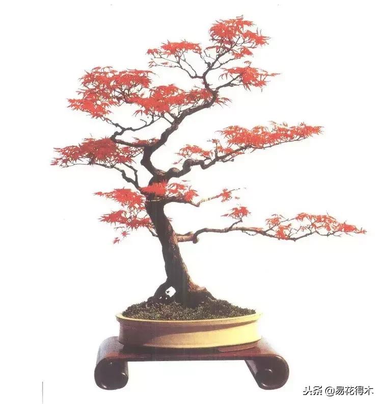 鬼斧神工的侧柏盆景图,鬼斧神工盆景效果图