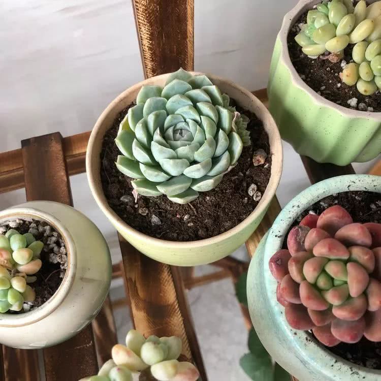 新手小白入坑多肉必看攻略,多肉新手入坑必备指南