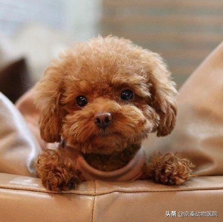 健康的泰迪犬都有哪些特别的表现,泰迪犬缺乏维生素是什么症状