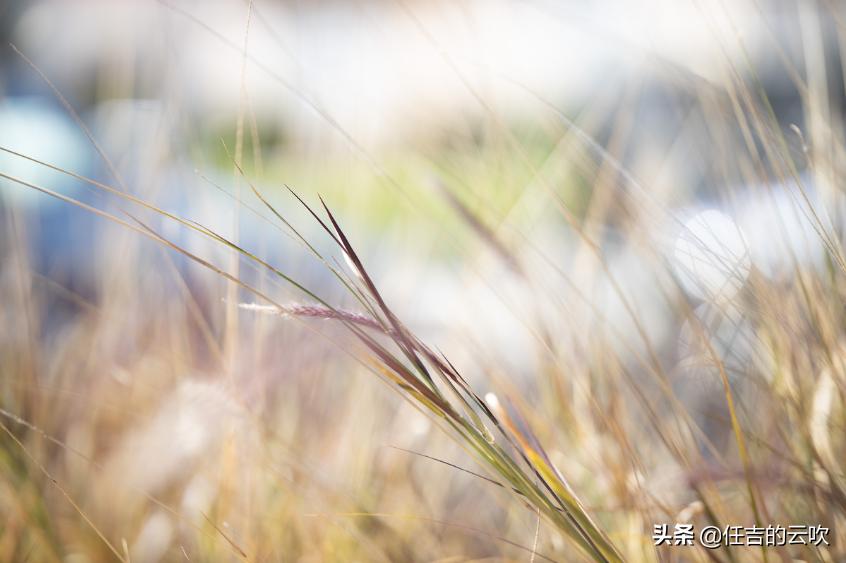 佳能rf85f1.2镜头值得买吗,佳能rf851.2与rf851.2ds测评