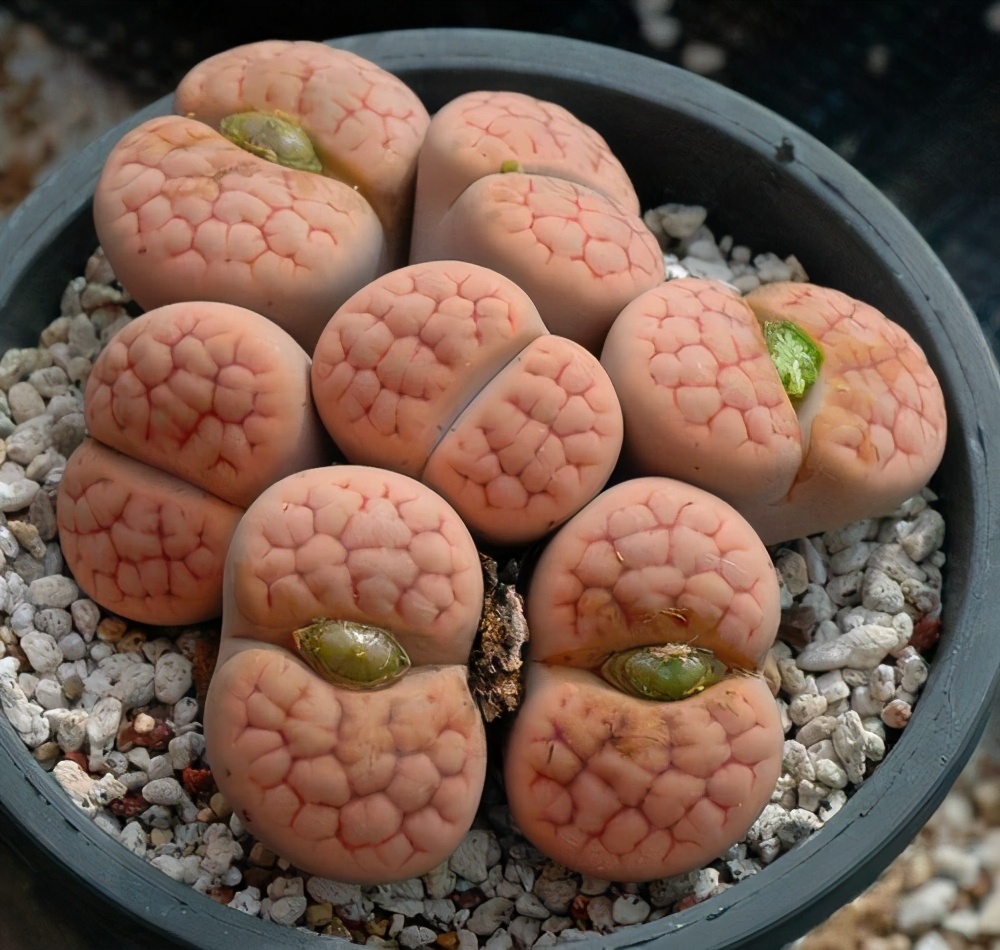 记录我养生石花踩过的坑，总结这八点让你的生石花长得饱满又艳丽