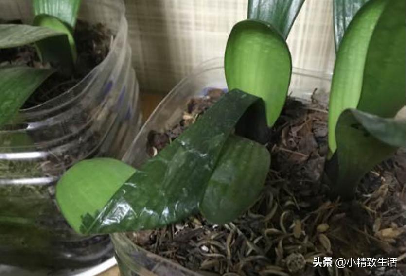 君子兰叶片起梗是什么原因,君子兰叶不绿怎么办