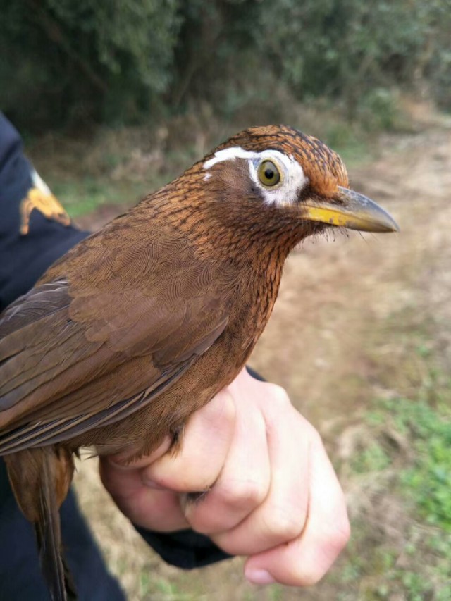 怎样识别一只画眉鸟的品种,一只好的画眉鸟怎样选图片