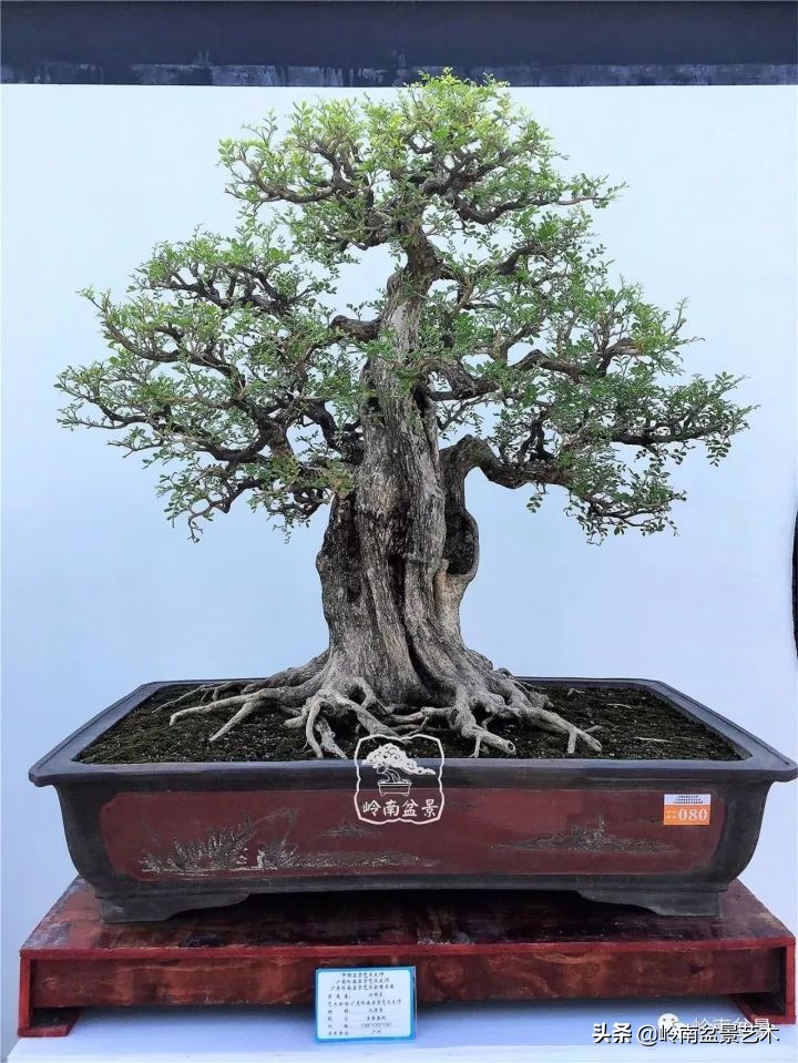 骞哥涔呬箙鐢滅敎铚滆湝,骞哥涔呬箙