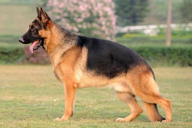 养哪种狗狗最简单又聪明听话,养到一只听话的狗狗真的不容易