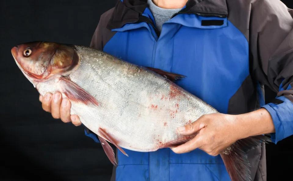 鱼怎么区别草鱼鲫鱼鲤鱼,怎样分辨草鱼和鲤鱼