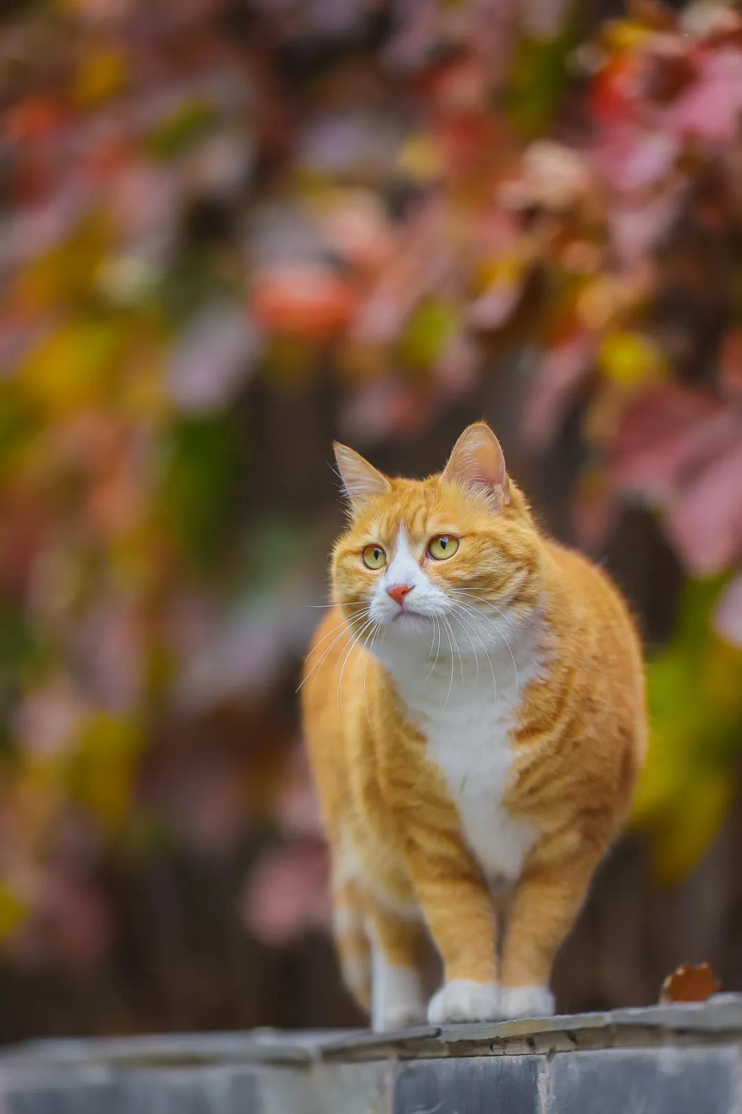 听说我没有脖子？