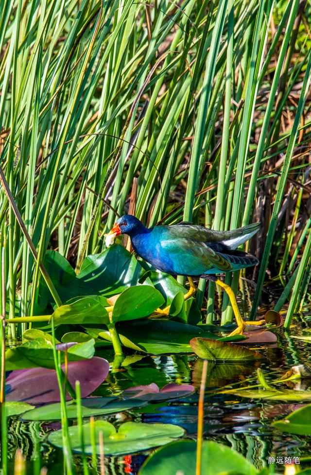 邮轮游记加勒比海,加勒比海邮轮旅游游记