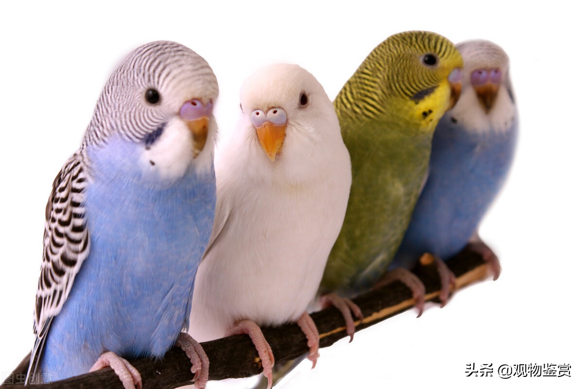 虎皮鹦鹉好动是公的吗,虎皮鹦鹉的习性是什么