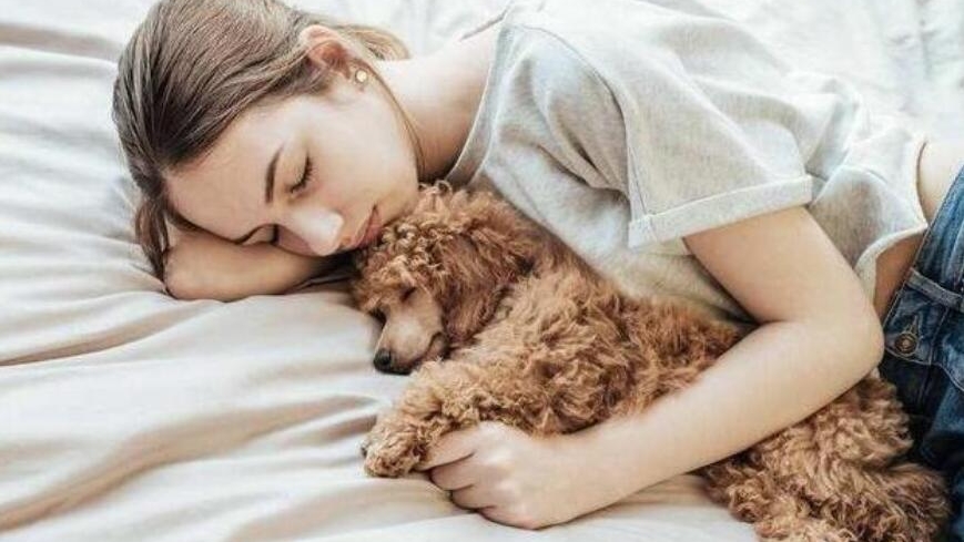 贵宾犬可以和人睡一起吗,能和贵宾犬一起睡觉吗