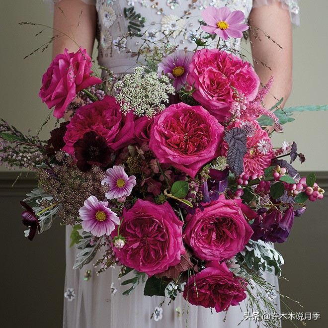 奥斯汀花型月季推荐,奥斯汀月季2020新品种