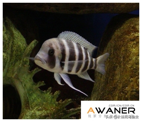 慈鲷种类图片,慈鲷科鱼品种大全