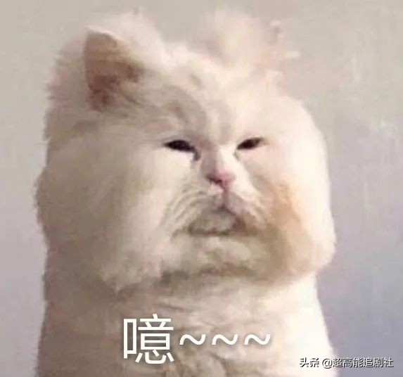 海狗丸平替,海狗丸up主