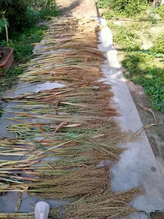 你认识野菜吗图片,你认识田间的草吗