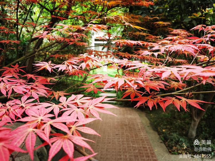 高新枫林华府住房,高新枫林华府小区评测