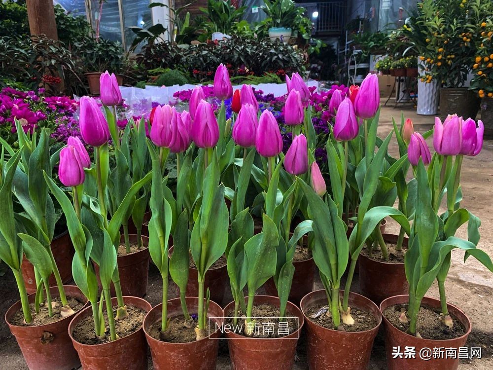 南昌花市有哪些地方,南昌花市批发市场