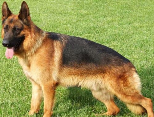 德国牧羊犬的5大优点养它不后悔,德国牧羊犬养公的还是母的好