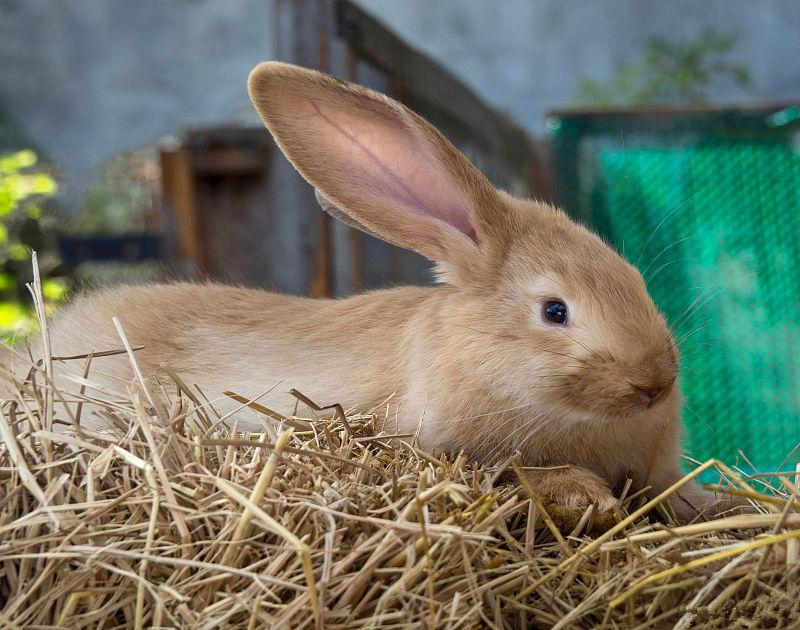 兔子沙门氏菌感染什么症状,兔沙门氏杆菌症状和治疗