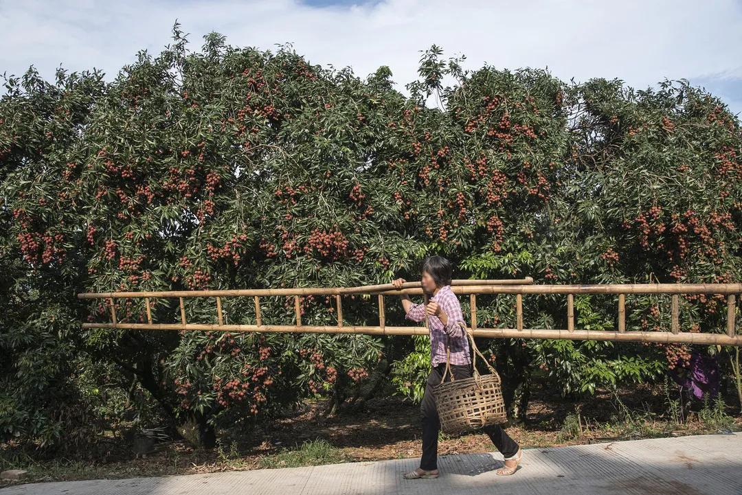 广东糖水为什么那么多人吃,广东糖水好喝吗