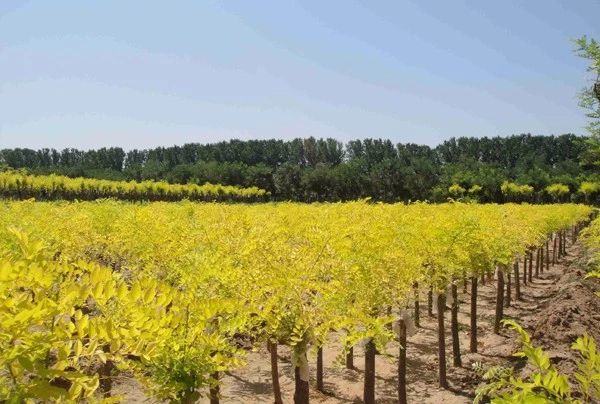 苗价格最新行情,哪4种东西将迎来涨价