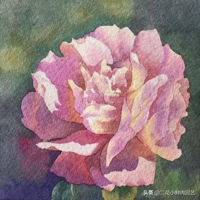 100种花卉绘画,100多张花卉线描手稿素材赶快收藏
