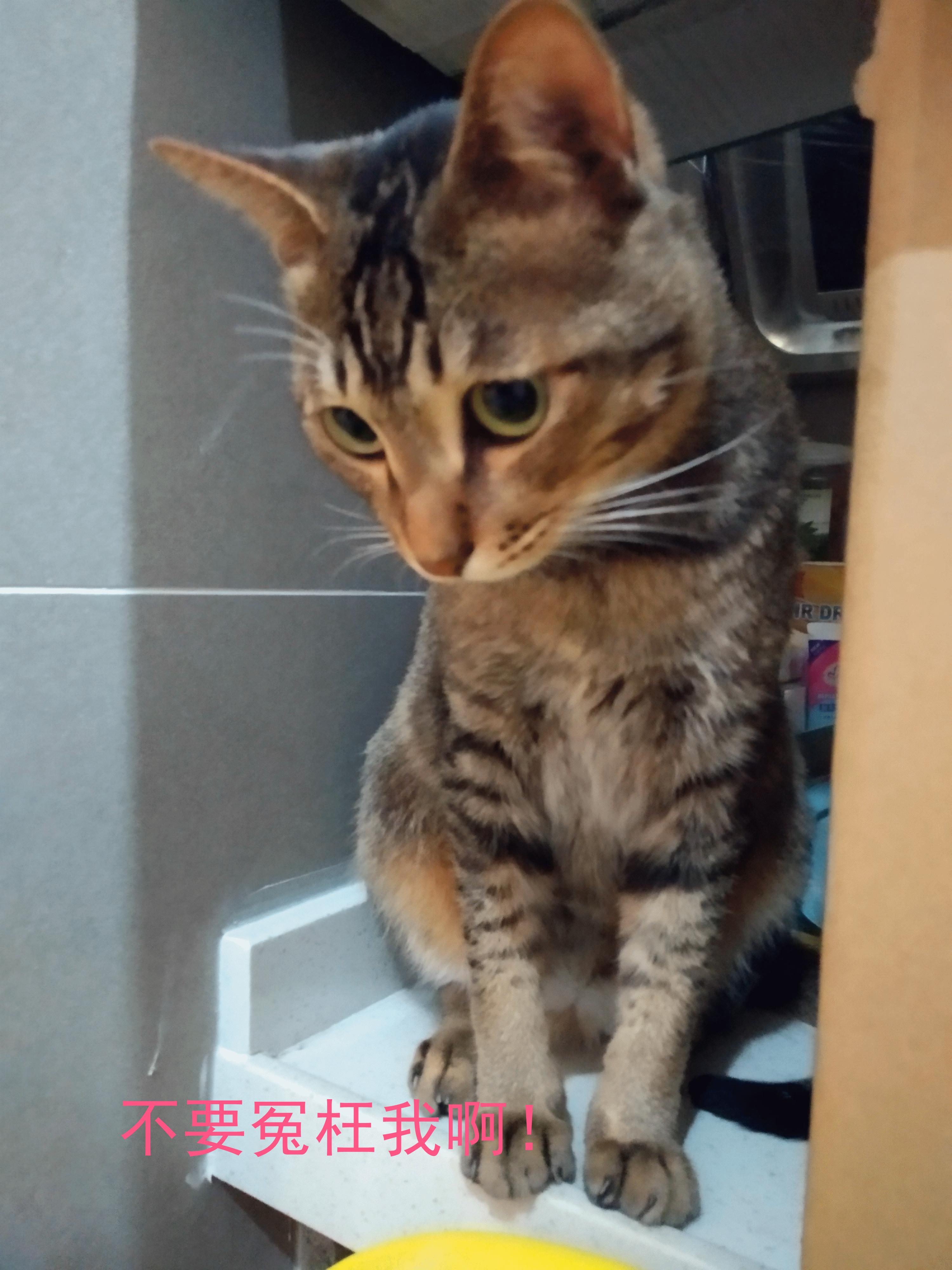 猫咪拉屎不拉在猫砂盆里怎么办,猫咪拉粑粑老是粘在盆边