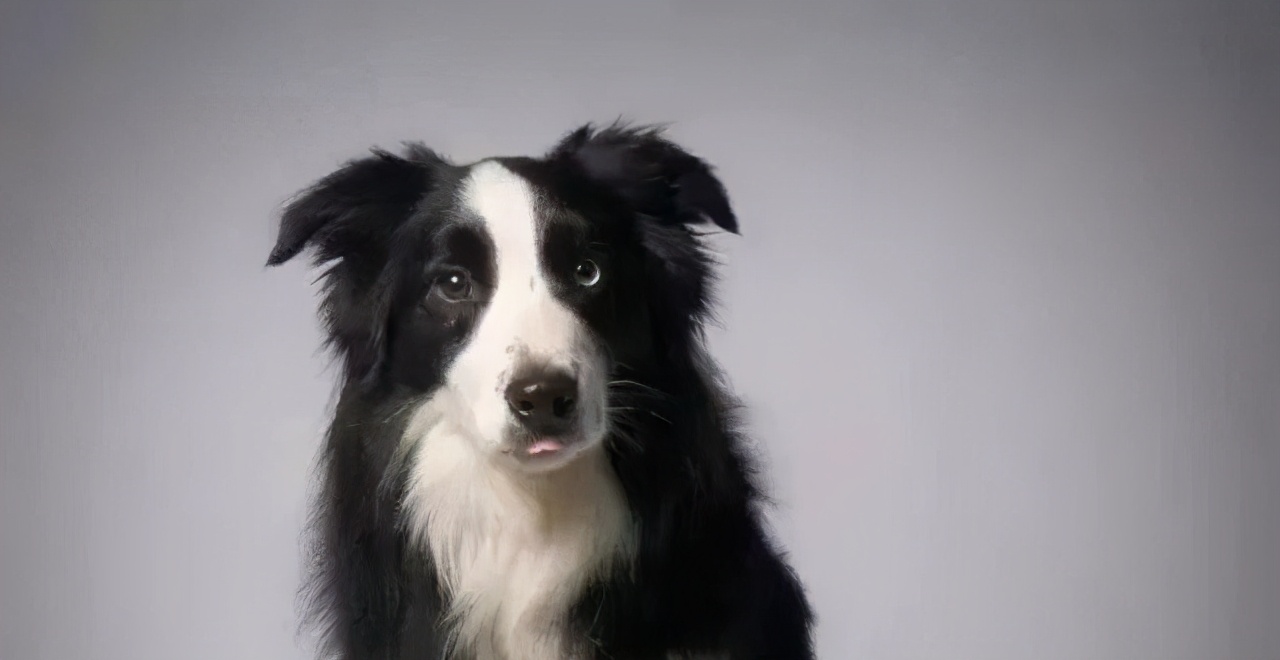 推荐你养这几种狗聪明又招财,这几种狗越养越值钱