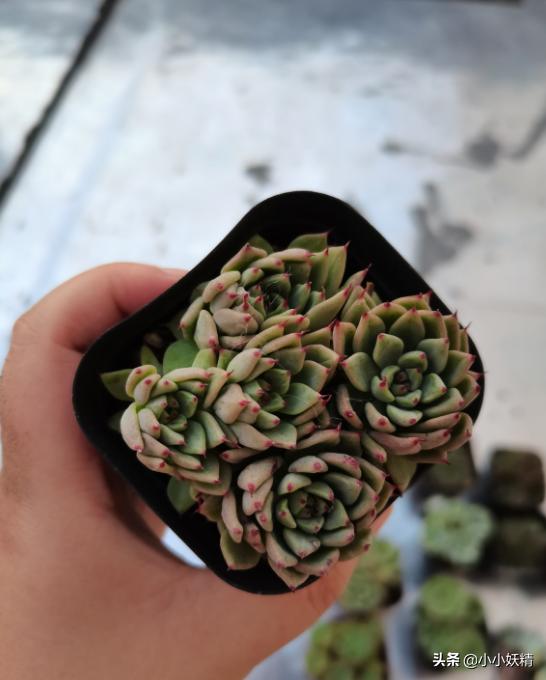 肉肉开箱专辑,肉肉开箱视频大全