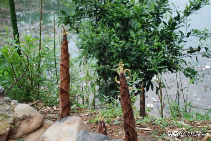 竹笋诗词精选三十一首,山中竹笋诗词