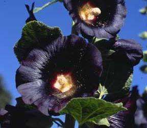 十种黑色花,10种罕见的黑色花朵你见过哪一种