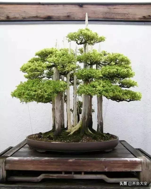 世界名贵花图片大全集,世界上最漂亮名贵的花卉