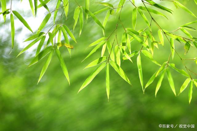 关于熊猫的诗句有哪些,关于熊猫和竹子的古诗有哪些