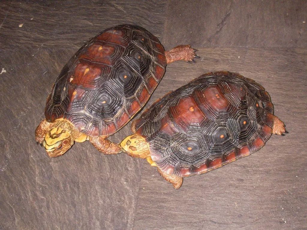 卢比达山龟介绍,卢比达山龟保护级别