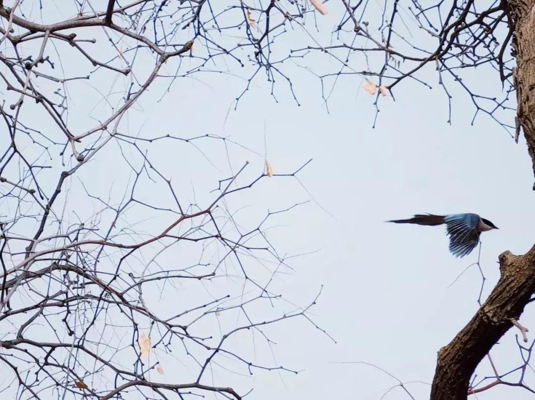 机票490飞往黄河过大年，主人请吃年夜饭，9项新年活动免费送