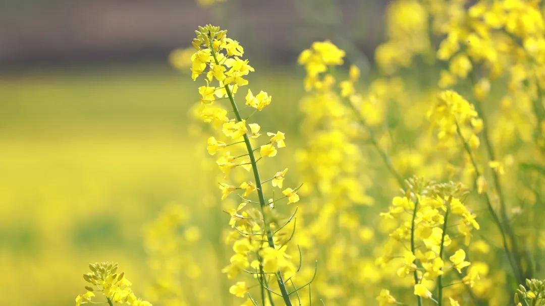 在云南，做一个“花吃”，挺好