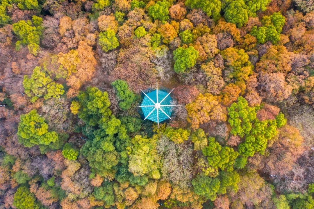 中国最美的大学武汉大学,最美的武汉大学