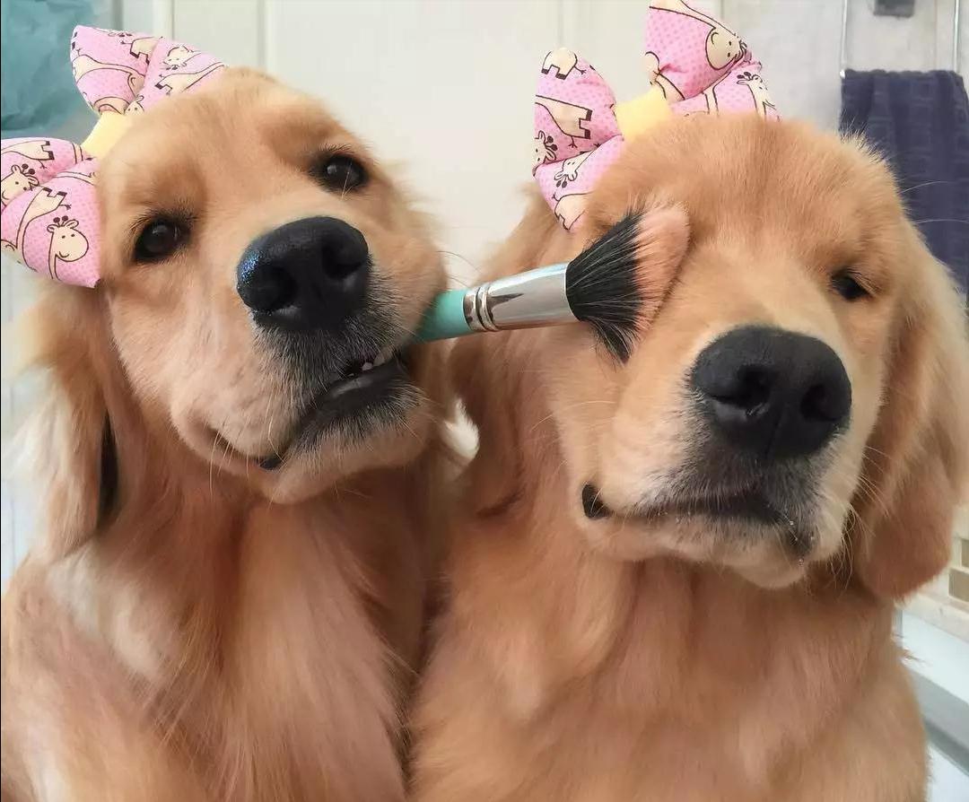 关于“狗狗发情期”的这些事，你需要知道