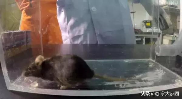 中国女留学生吸“笑气”成瘾：一年花十几万，瘫痪，坐轮椅回国！