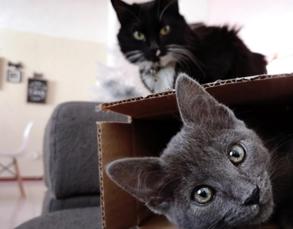 猫为什么爱磨下巴,猫为什么爪子挠沙发