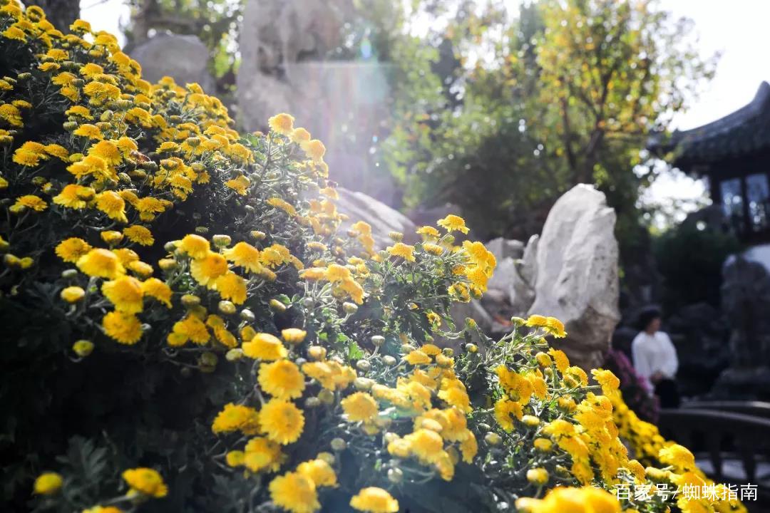 重阳节赏菊正当时，推荐国内这9个地方的赏菊好去处，沉浸式赏花